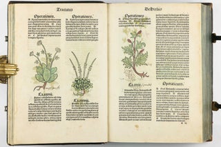 Hortus Sanitatis.