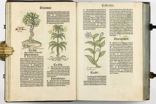 Hortus Sanitatis.