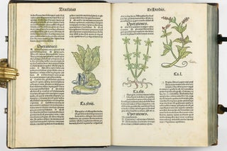 Hortus Sanitatis.