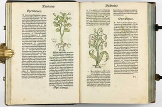 Hortus Sanitatis.