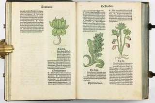 Hortus Sanitatis.