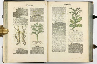 Hortus Sanitatis.
