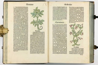 Hortus Sanitatis.
