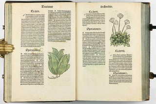 Hortus Sanitatis.