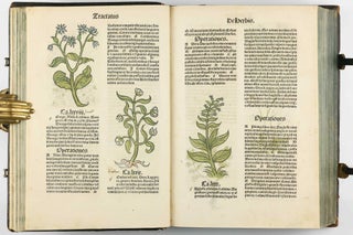 Hortus Sanitatis.