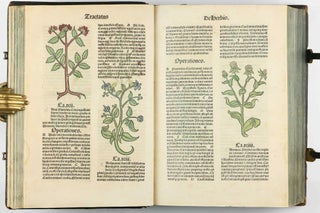 Hortus Sanitatis.