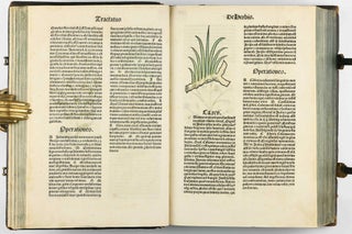 Hortus Sanitatis.