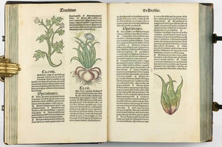 Hortus Sanitatis.