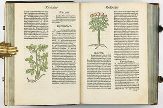 Hortus Sanitatis.