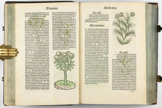 Hortus Sanitatis.