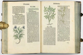 Hortus Sanitatis.