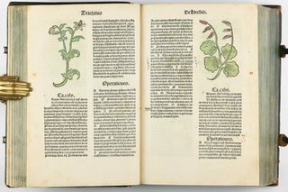 Hortus Sanitatis.