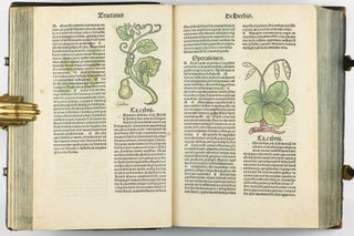Hortus Sanitatis.