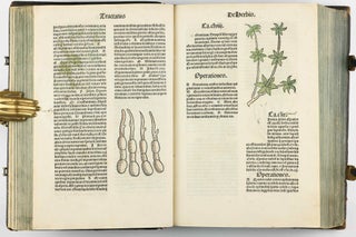 Hortus Sanitatis.
