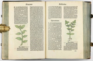 Hortus Sanitatis.