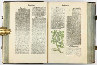 Hortus Sanitatis.