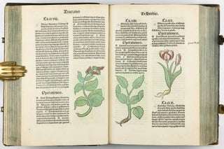 Hortus Sanitatis.