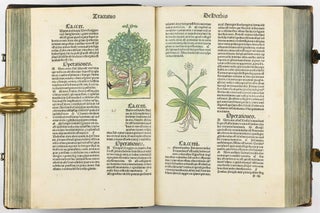 Hortus Sanitatis.