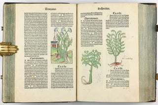 Hortus Sanitatis.