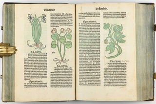 Hortus Sanitatis.