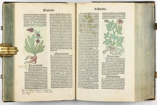 Hortus Sanitatis.