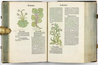 Hortus Sanitatis.