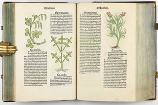 Hortus Sanitatis.