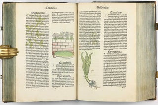 Hortus Sanitatis.