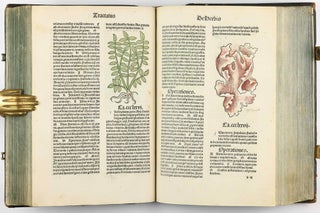 Hortus Sanitatis.