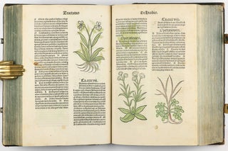 Hortus Sanitatis.