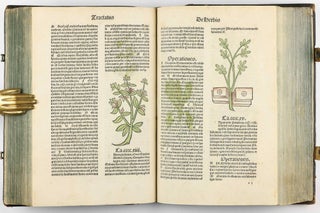 Hortus Sanitatis.