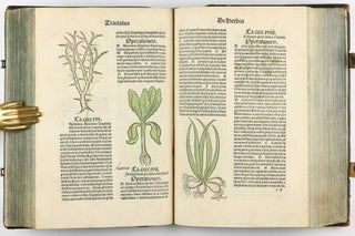 Hortus Sanitatis.