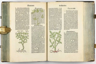 Hortus Sanitatis.