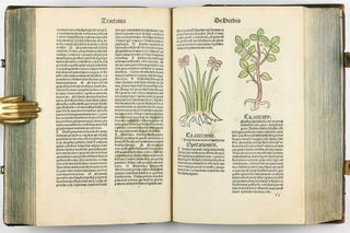Hortus Sanitatis.