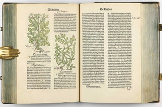 Hortus Sanitatis.