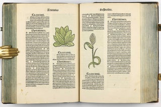 Hortus Sanitatis.