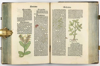 Hortus Sanitatis.