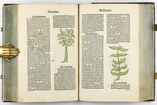 Hortus Sanitatis.