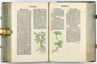 Hortus Sanitatis.