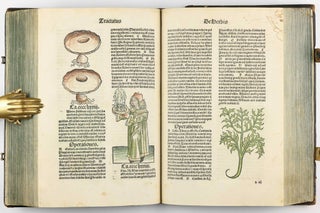Hortus Sanitatis.