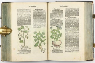 Hortus Sanitatis.