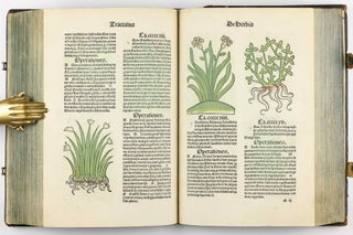Hortus Sanitatis.