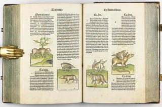 Hortus Sanitatis.