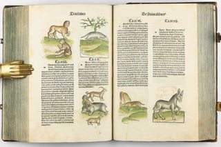 Hortus Sanitatis.