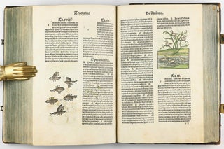 Hortus Sanitatis.