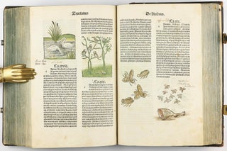 Hortus Sanitatis.