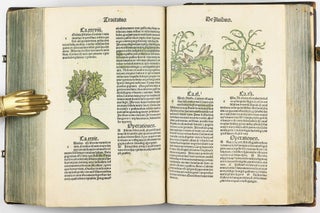 Hortus Sanitatis.