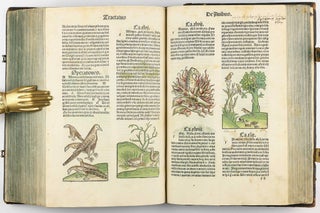 Hortus Sanitatis.