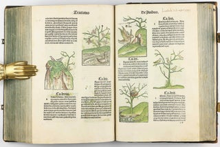 Hortus Sanitatis.