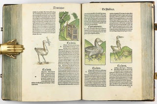 Hortus Sanitatis.